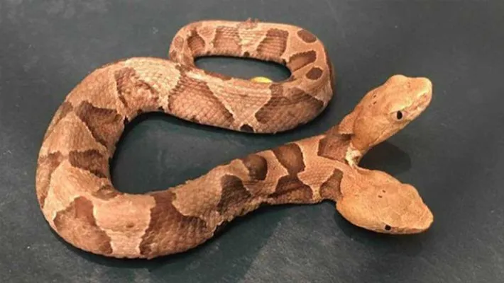 full grown two head snake found in virginia