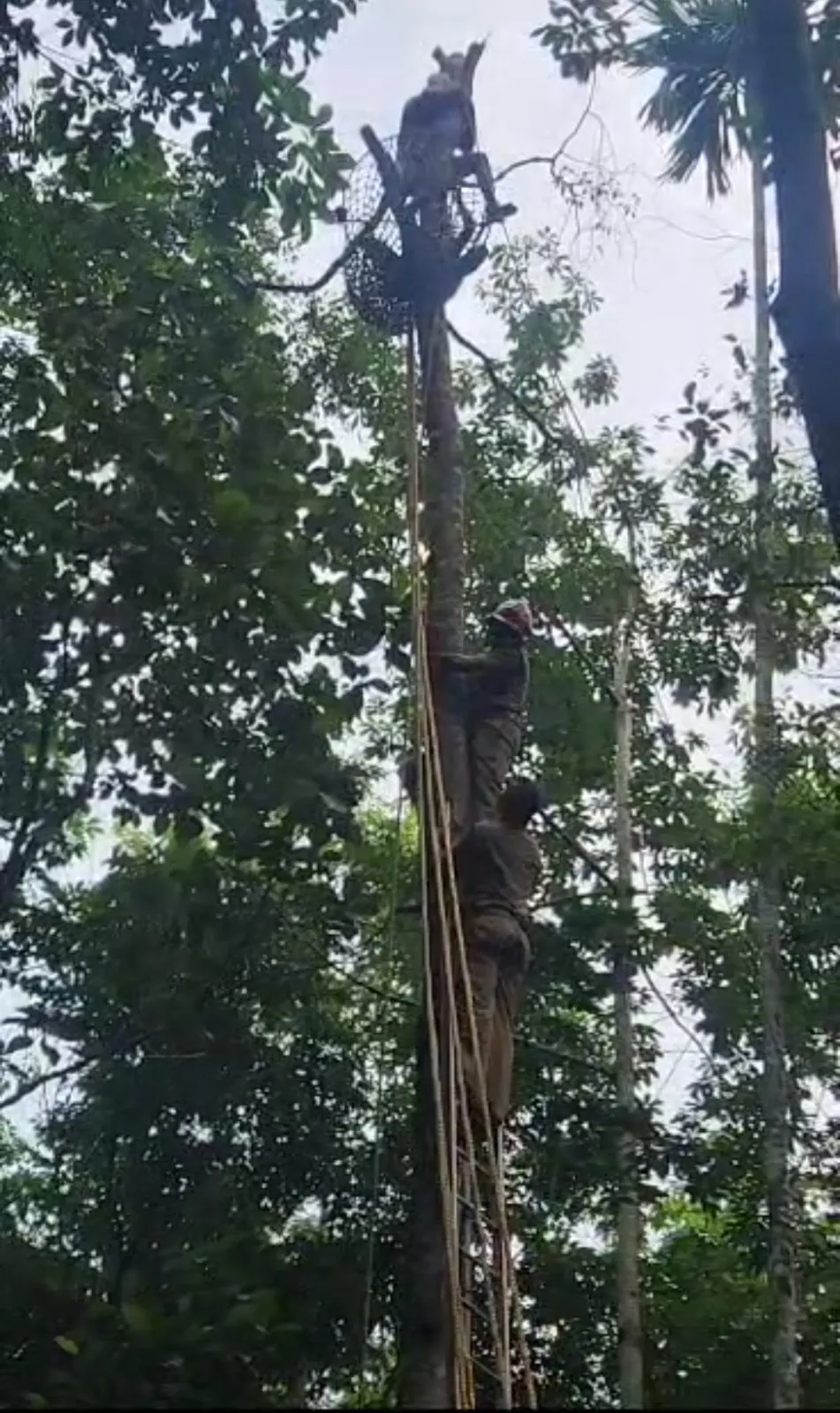 publive-image