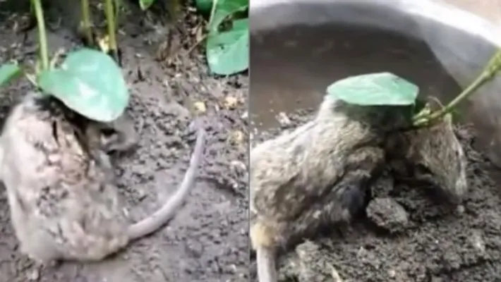 a rat lives with a growing plant on its head