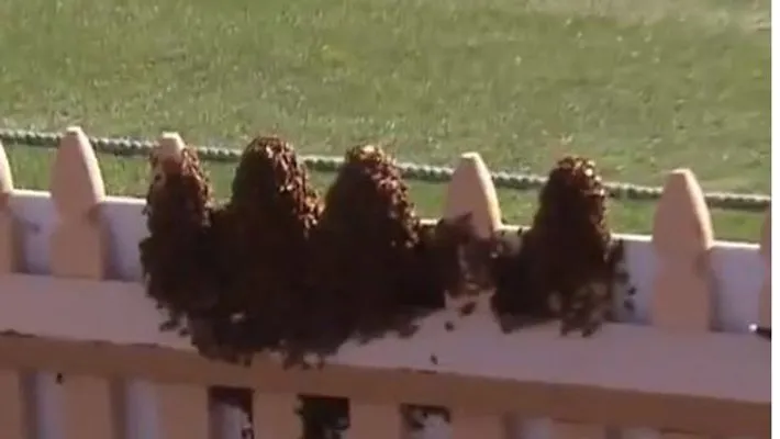 watch bees halt play between new south wales and victoria