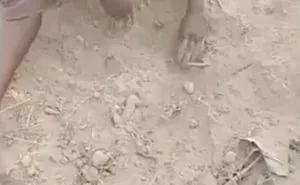 publive-image