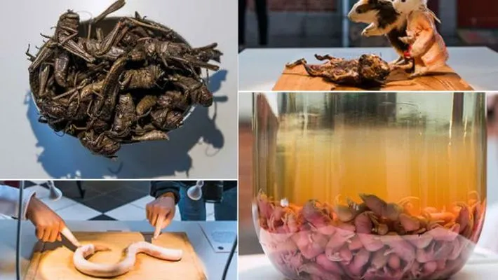 a disgusting food museum in sweden with dishes which disgusts