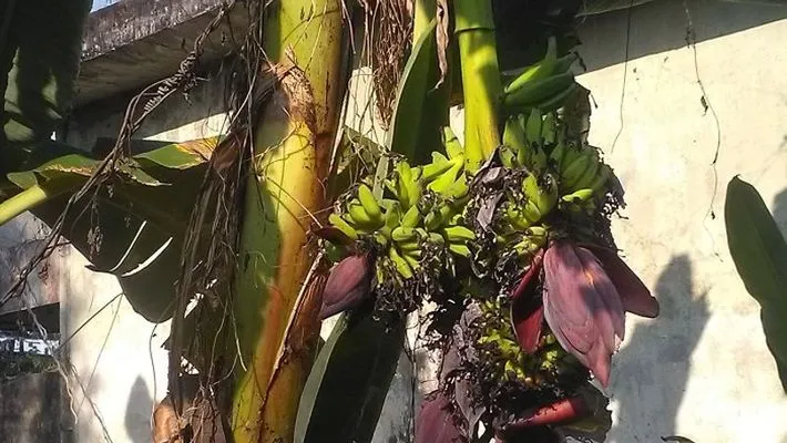 amazing banana tree in alappuzha