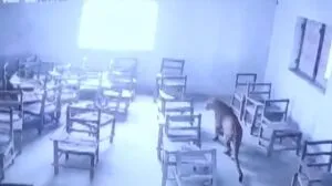 publive-image