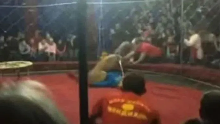 lion attacks four year old girl during circus