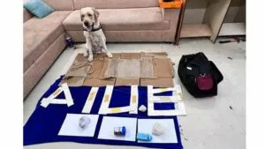 publive-image