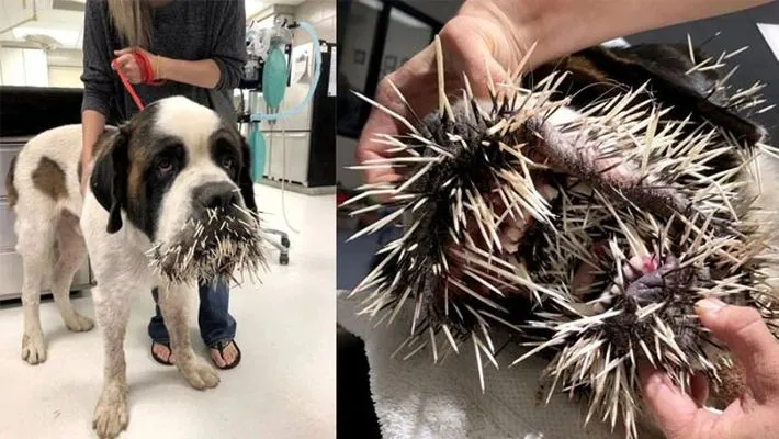 dog deeply regrets trying to make friends with porcupine