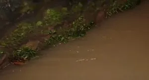 publive-image