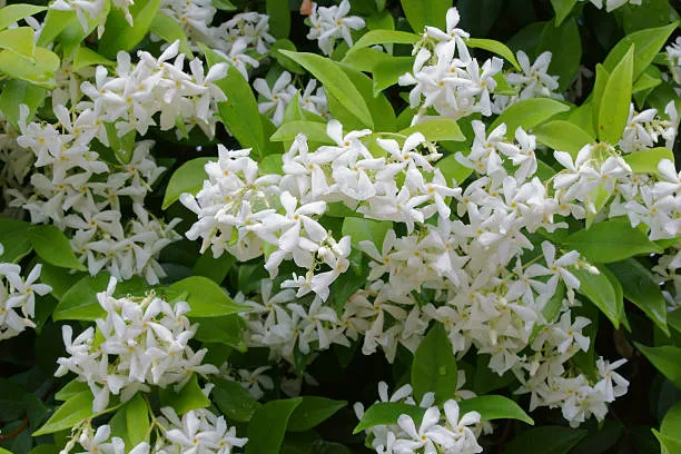 Winter Jasmine |  larioslake  |  Credit: Getty Images