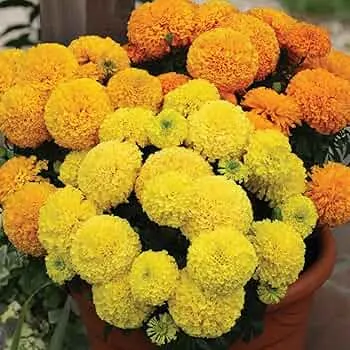 Marigold