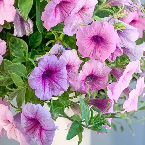 petunia-500
