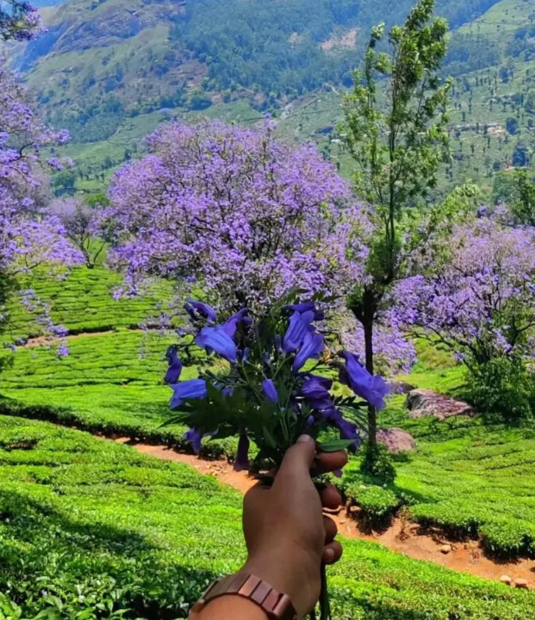 Munnar Tea Gardens In Kerala 