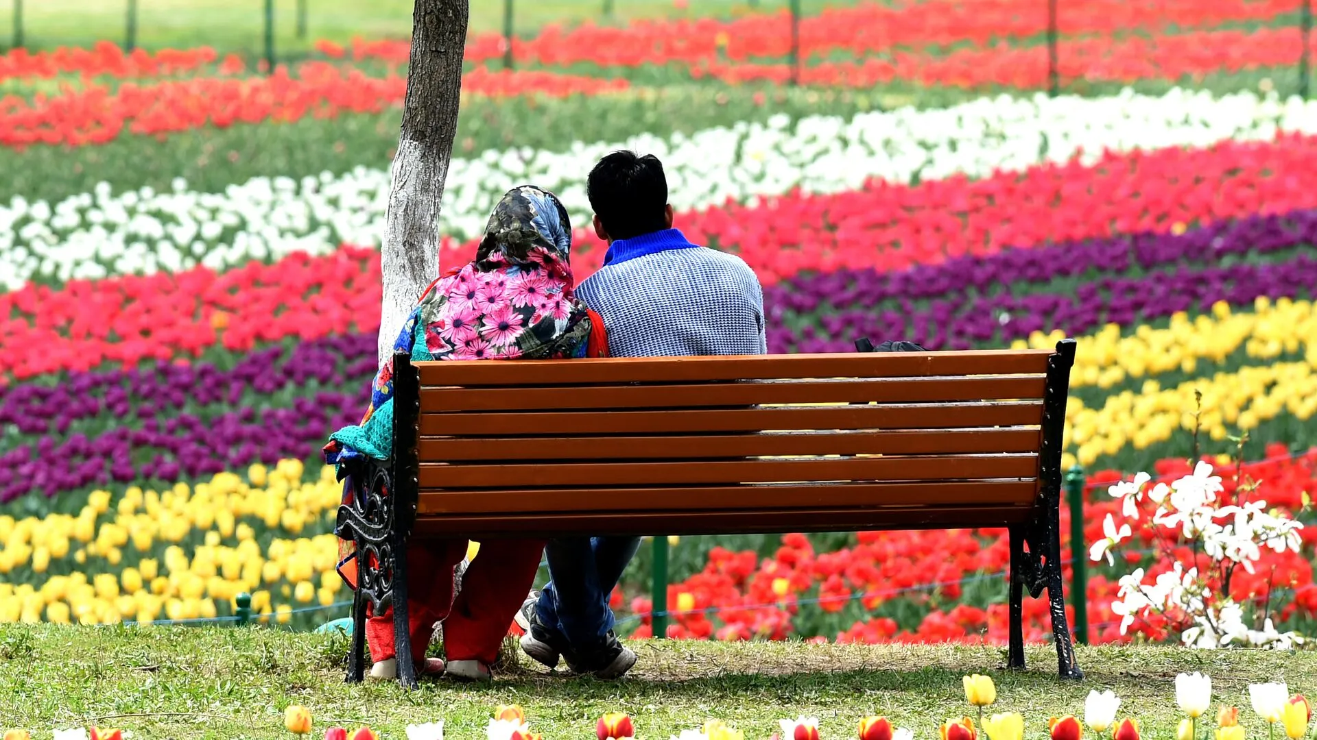 Tulip Garden In Kashmir 