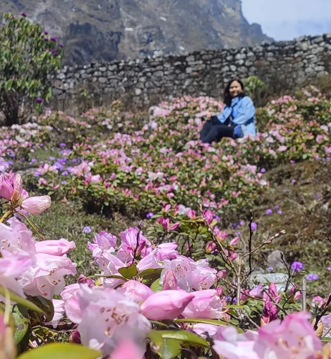 Yumthang Valley In Sikkim