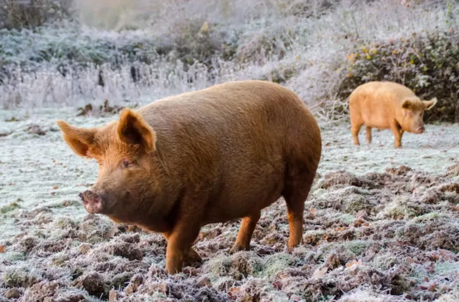 Tamworth pigs at Knepp Rewilding Project. Knepp Castle Estate