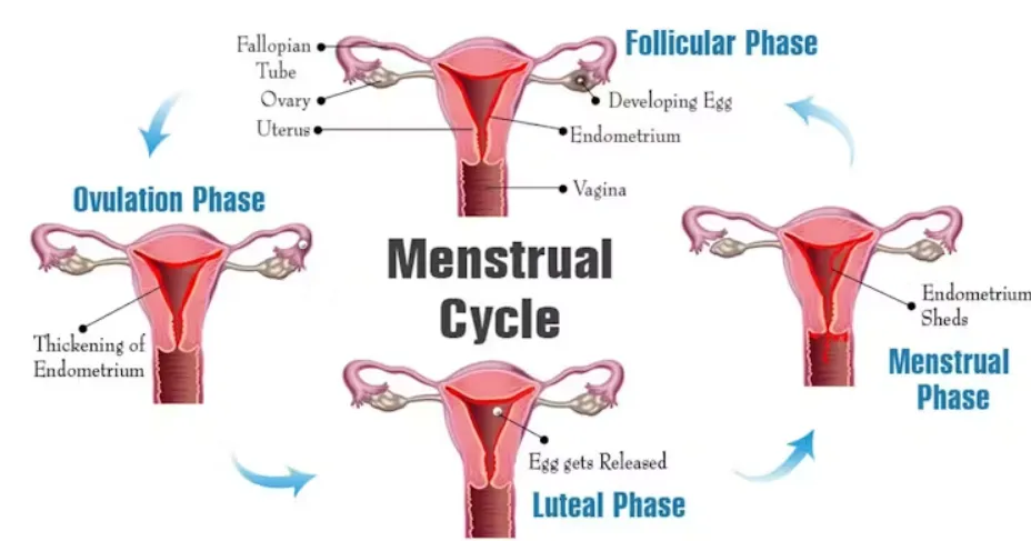 The menstrual cycle is made up of four stages. Elara Care/Wikimedia Commons, CC BY-SA