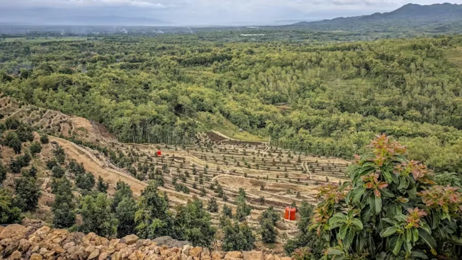 Avocado plantations can require intense irrigation. Abimanyuabii/Shutterstock