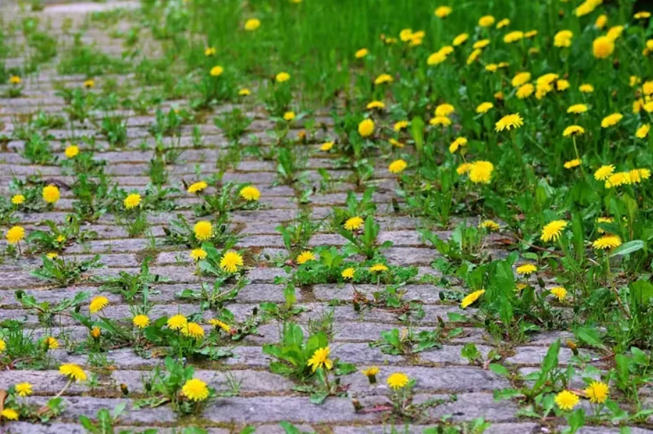 Dandelions growing across a cobbled street. congerdesign/Pixabay, CC BY