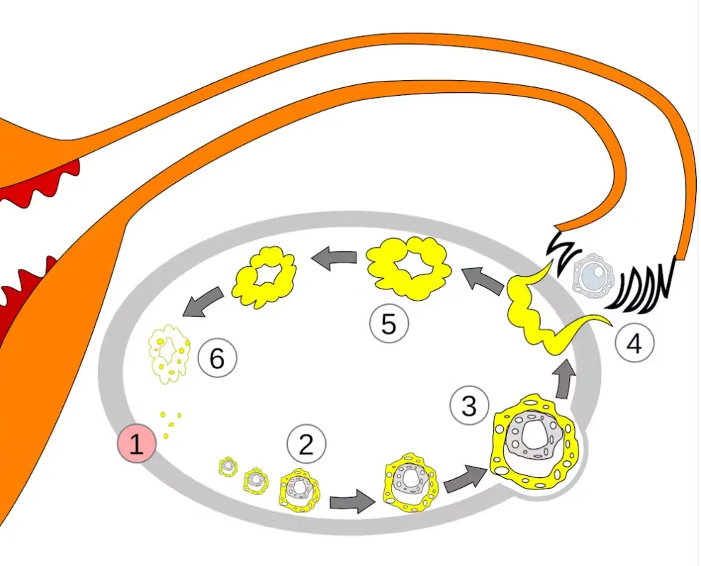 The ovary changes over the menstrual cycle. In this image, 1 is menstruation; 2–3 are the maturing of the follicle; 4 is ovulation; and 5–6 are the growth and deterioration of the corpus luteum. Shazz/Wikimedia Commons, CC BY-SA