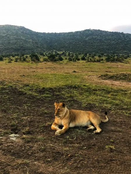 african safari