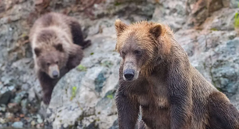 Bears in Alaska. Picture Provided by Simran Gill, Clicked By Nikhil Nagle