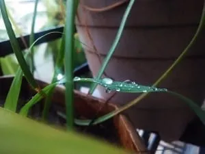 Mumbai Rains : Drop by Drop