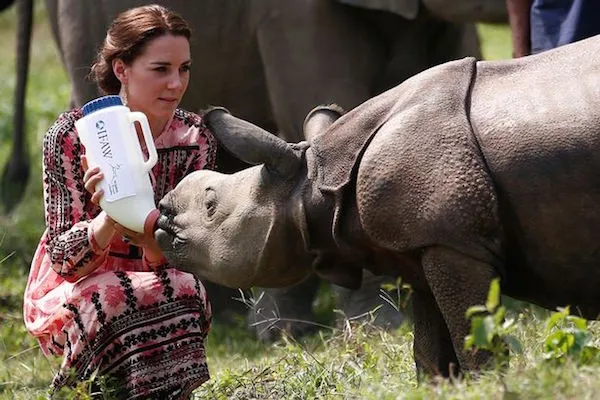 The-Duchess-of-Cambridge-feeds-a-baby-rhino-at-the-Centre-for-Wildlife-Rehabilitation-and-Conservation