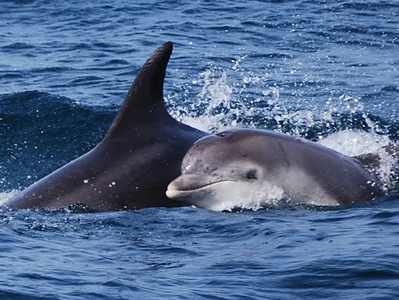 tenerife-excursions-whales-and-dophins-3