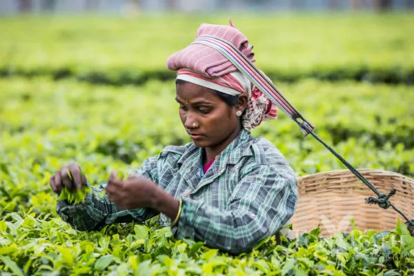 Avantika Jalan, Chota Tingrai Tea Estate