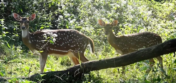 Silent Valley National Park, one of Krishnadas' favourtie sites. Picture Credit: indianholiday.com