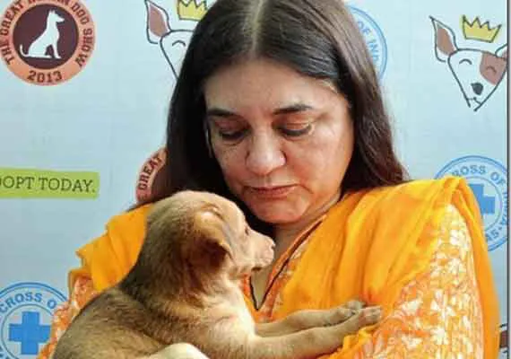 Union Minister for Women & Child Development, Maneka Gandhi Picture By: India TV News