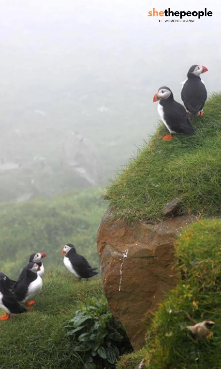 Faroe Islands Gjogv Puffins