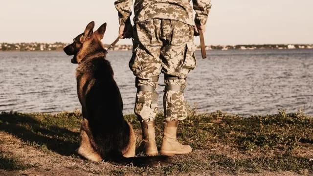 Couple Shares Sweet Tribute As Retired Senior Military Dog Makes It To  Their Wedding - Parade Pets