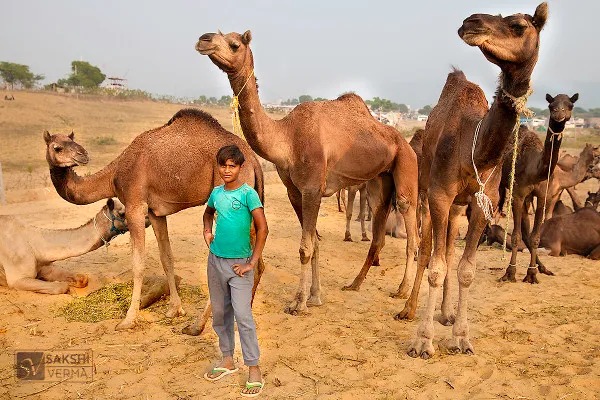 Suraj and camels