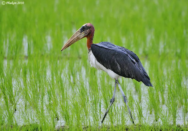 Greater Adjutant Stork