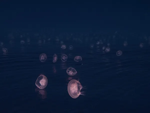 Jellyfish