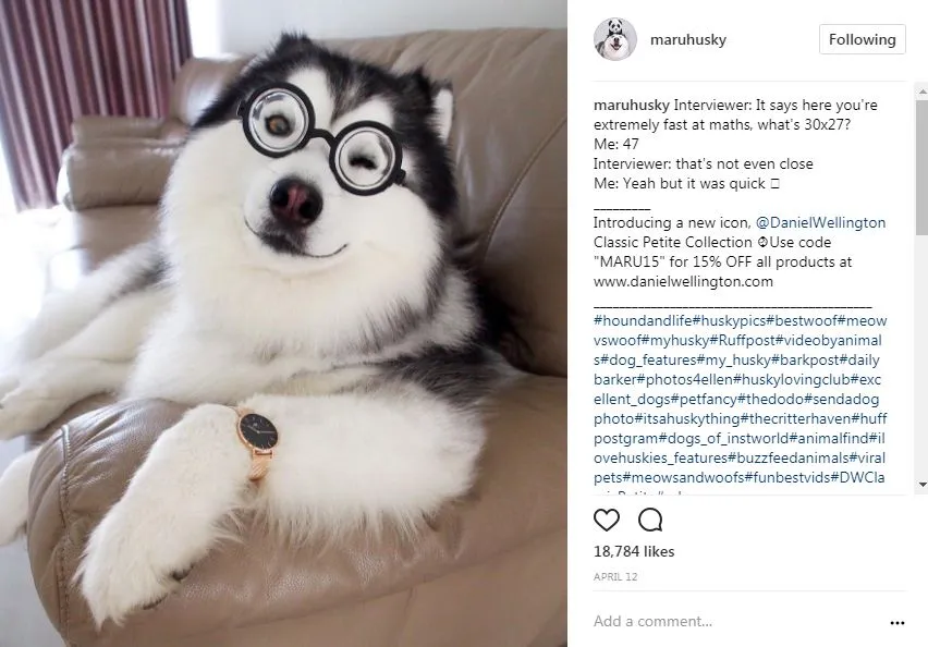 popular dogs on Instagram