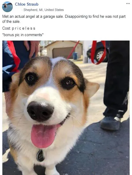 Dogspotting