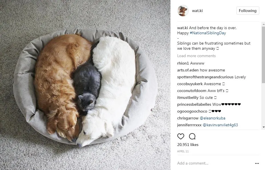 popular dogs on Instagram