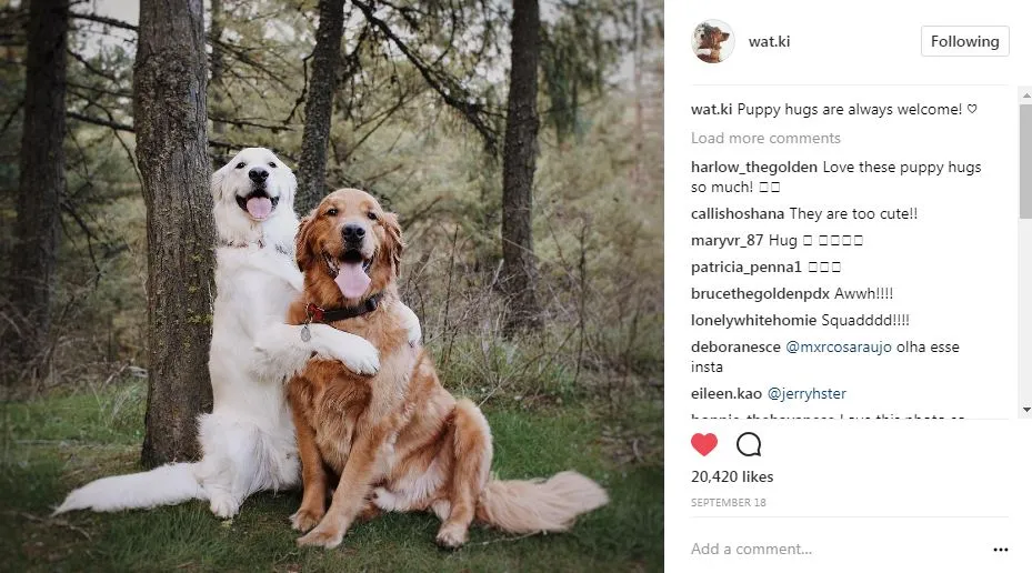 popular dogs on Instagram