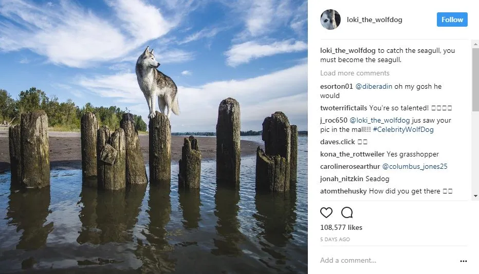 popular dogs on Instagram