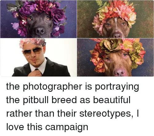 Pitbull memes