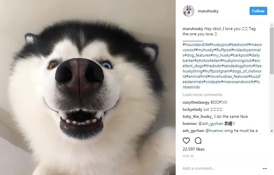 popular dogs on Instagram