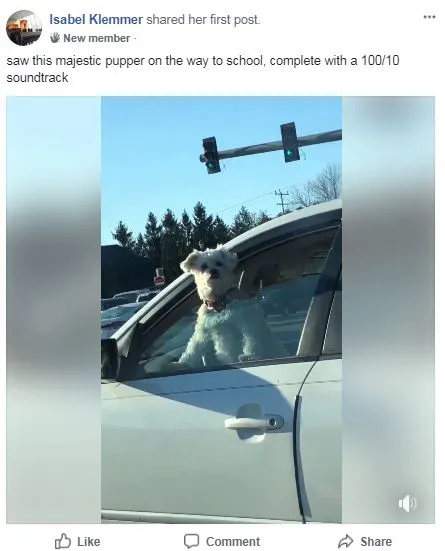 Dogspotting