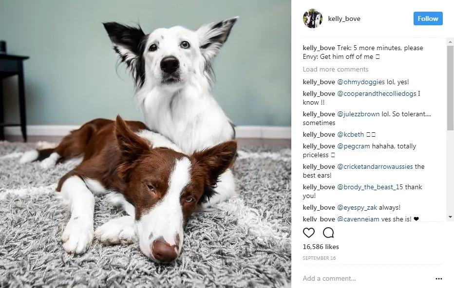 popular dogs on Instagram