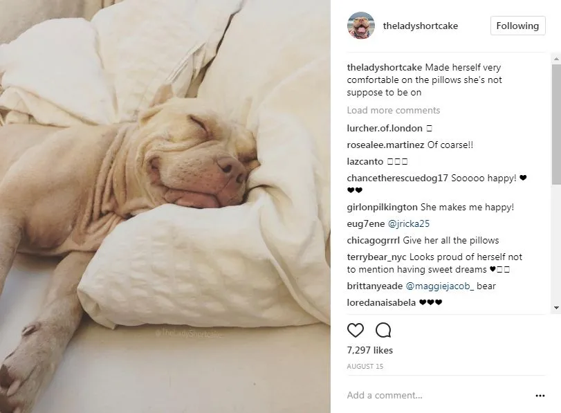 popular dogs on Instagram