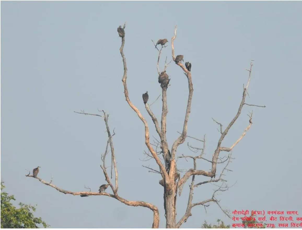 Counting of vultures in MP