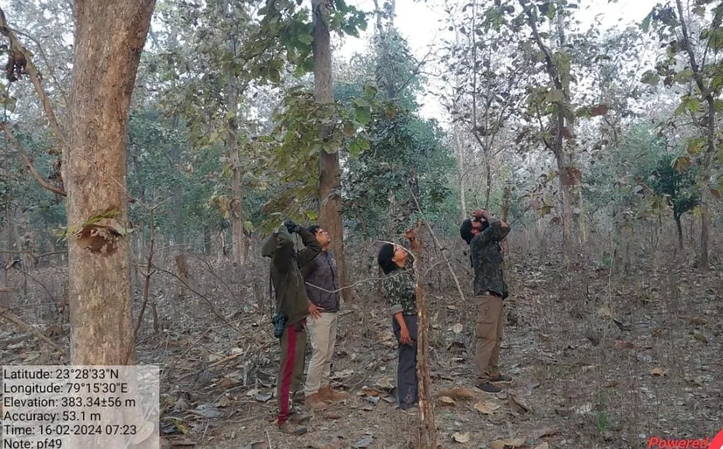 Counting of vultures in Madhya Pradesh