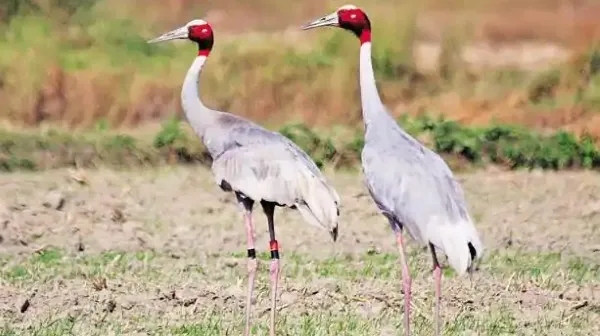 लाल सिर और ऊपरी गर्दन को छोड़कर सारस के पूरे शरीर का रंग ग्रे।