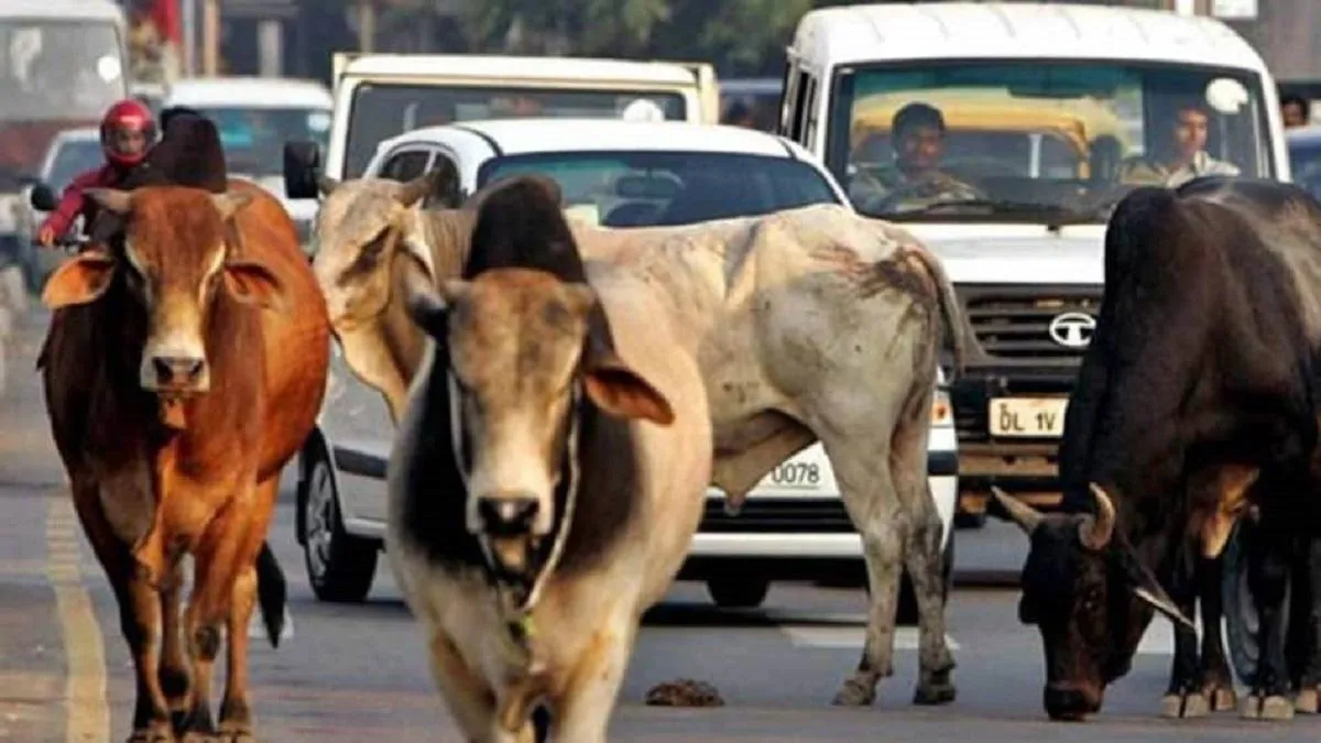 Besahara Gauvansh Sahbhagita Yojana: आवारा गाय-बैलों के पालन पर सरकार देती  है हजारों रुपये, ऐसे करें आवेदन - Besahara Gauvansh Sahbhagita Yojana uttar  pradesh government giving 900 rupees monthly ...